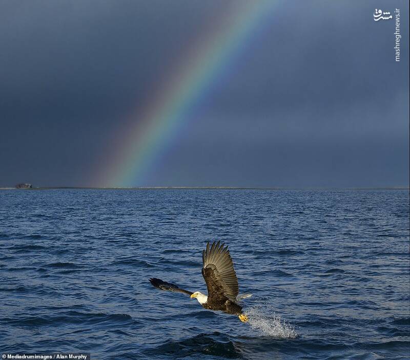 ثبت لحظه دیدنی ماهی گرفتن عقاب + تصاویر