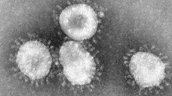 زنی که اولین ویروس کرونا را کشف کرد +عکس