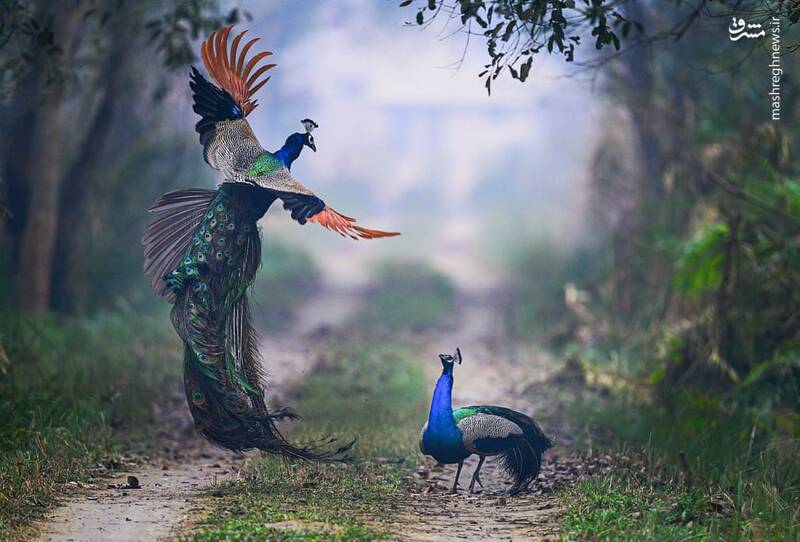 پرواز زیبای طاووس + عکس