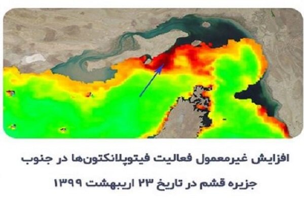 افزایش غیرمعمول فیتوپلانکتون ها در جزیره قشم