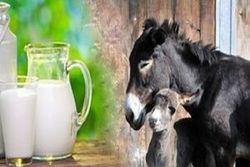 تولید روزانه ۲۰۰ لیتر شیر الاغ در مشهد  ناآگاهی مردم از خواص شیر الاغ