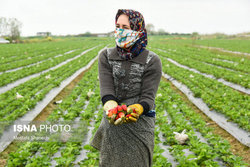 برداشت توت فرنگی در مازندران (عکس)