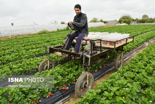 برداشت توت فرنگی در مازندران (عکس)