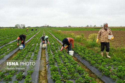برداشت توت فرنگی در مازندران (عکس)
