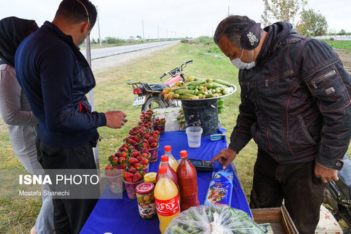 برداشت توت فرنگی در مازندران (عکس)
