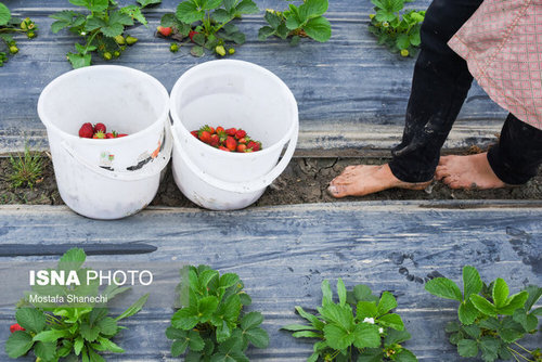 برداشت توت فرنگی در مازندران (عکس)