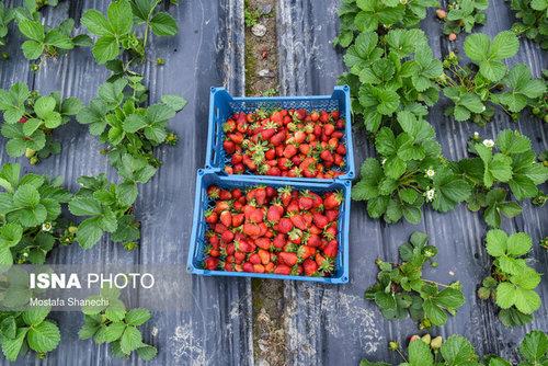 برداشت توت فرنگی در مازندران (عکس)
