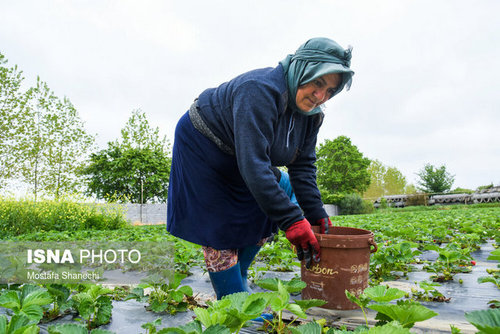 برداشت توت فرنگی در مازندران (عکس)