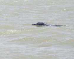 مشاهده سه دلفین گوژپشت بازیگوش در آب‌های آبادان