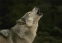 گرگی که از حمله سگ‌های ولگرد به انسان‌ پناه برد + فیلم