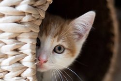 دعوای گربه ها وسط برنامه زنده تلویزیونی + فیلم