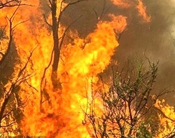 200 هکتار از جنگل های گچساران در آتش سوخت