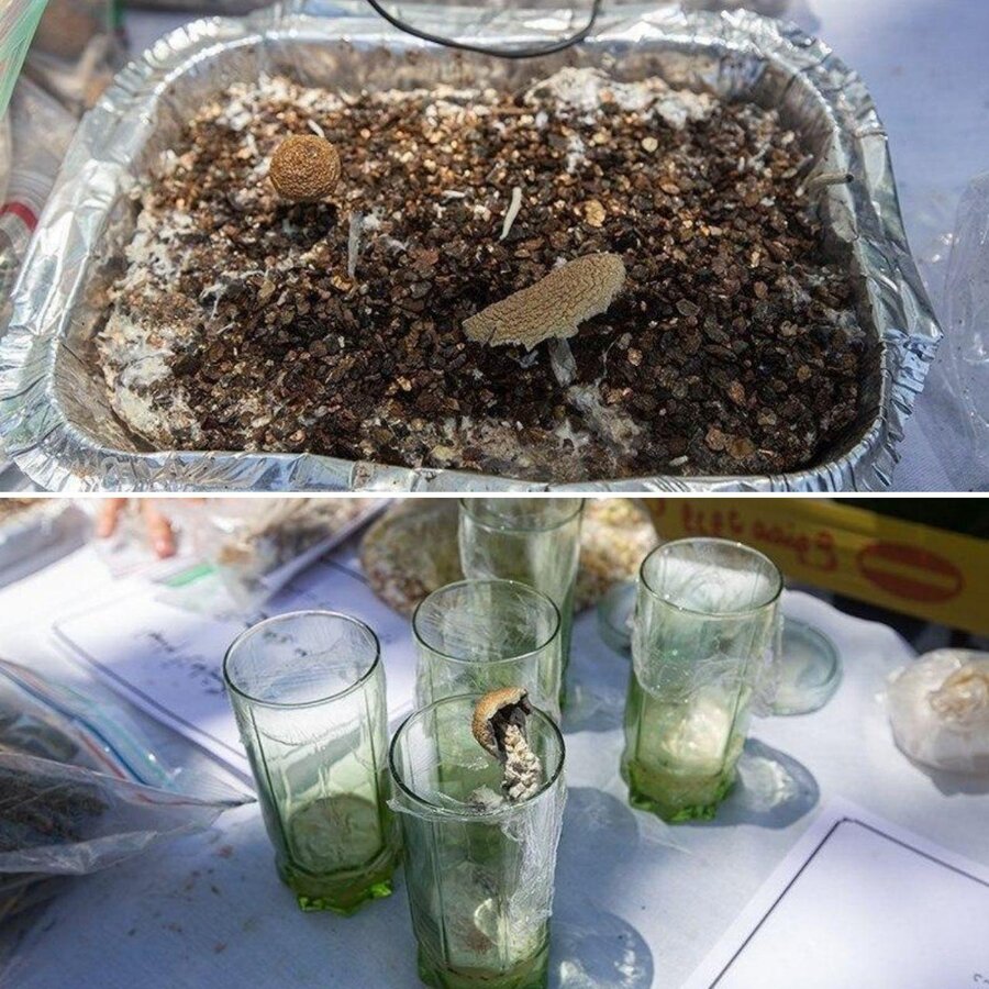 هشدار؛ کشف یک نوع ماده مخدر نوپدید مرگبار در کشور + تصاویر