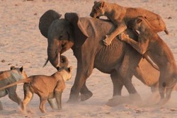مقاومت فیل در برابر حمله ۱۱ شیر گرسنه + فیلم