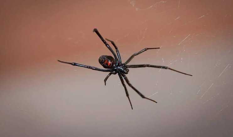 عنکبوت بیوه سیاه