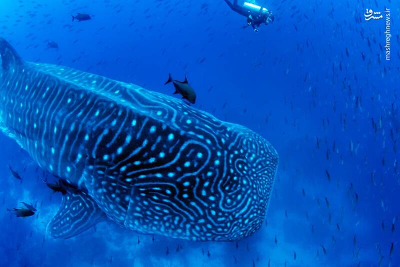 شنا در یک قدمی نهنگ + عکس