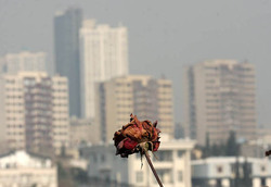 کیفیت هوای تهران برای بیماران قلبی و ریوی ناسالم است
