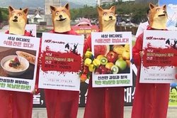 جنبش ضد سگ‌خواری در کره جنوبی + فیلم