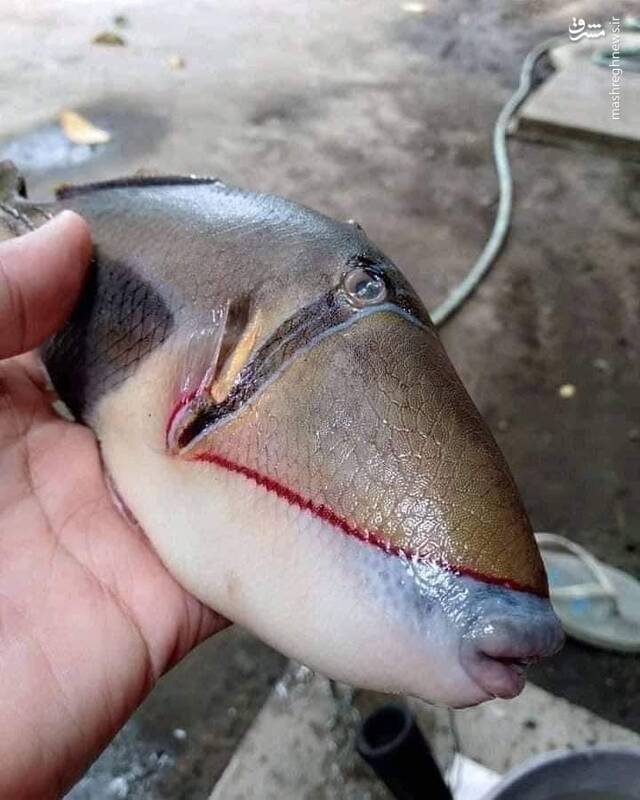 ماهی با لب و دندانی شبیه انسان + عکس