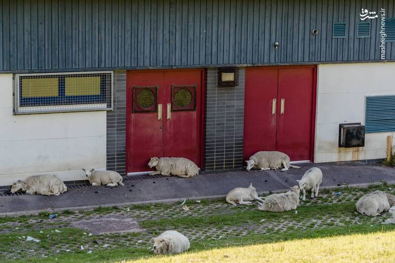 گوسفندان به دنبال سایه