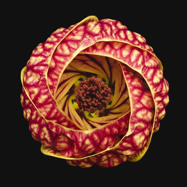 برندگان جایزه جهانی عکاسی ماکرو معرفی شدند + تصاویر