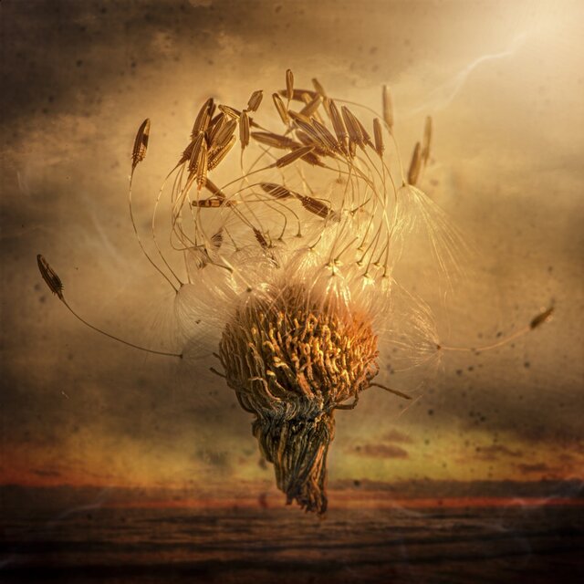 برندگان جایزه جهانی عکاسی ماکرو معرفی شدند + تصاویر