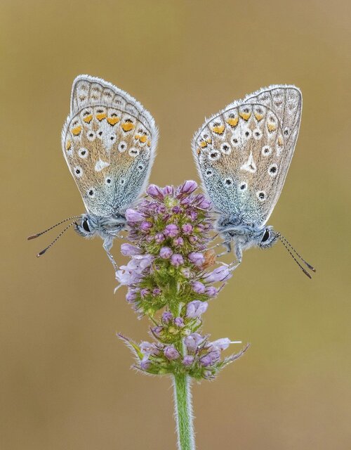 برندگان جایزه جهانی عکاسی ماکرو معرفی شدند + تصاویر