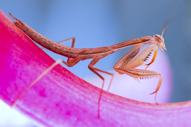 برندگان جایزه جهانی عکاسی ماکرو معرفی شدند + تصاویر