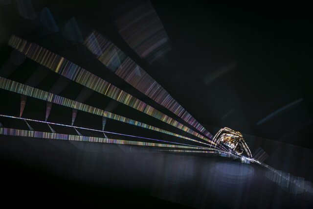 برندگان جایزه جهانی عکاسی ماکرو معرفی شدند + تصاویر