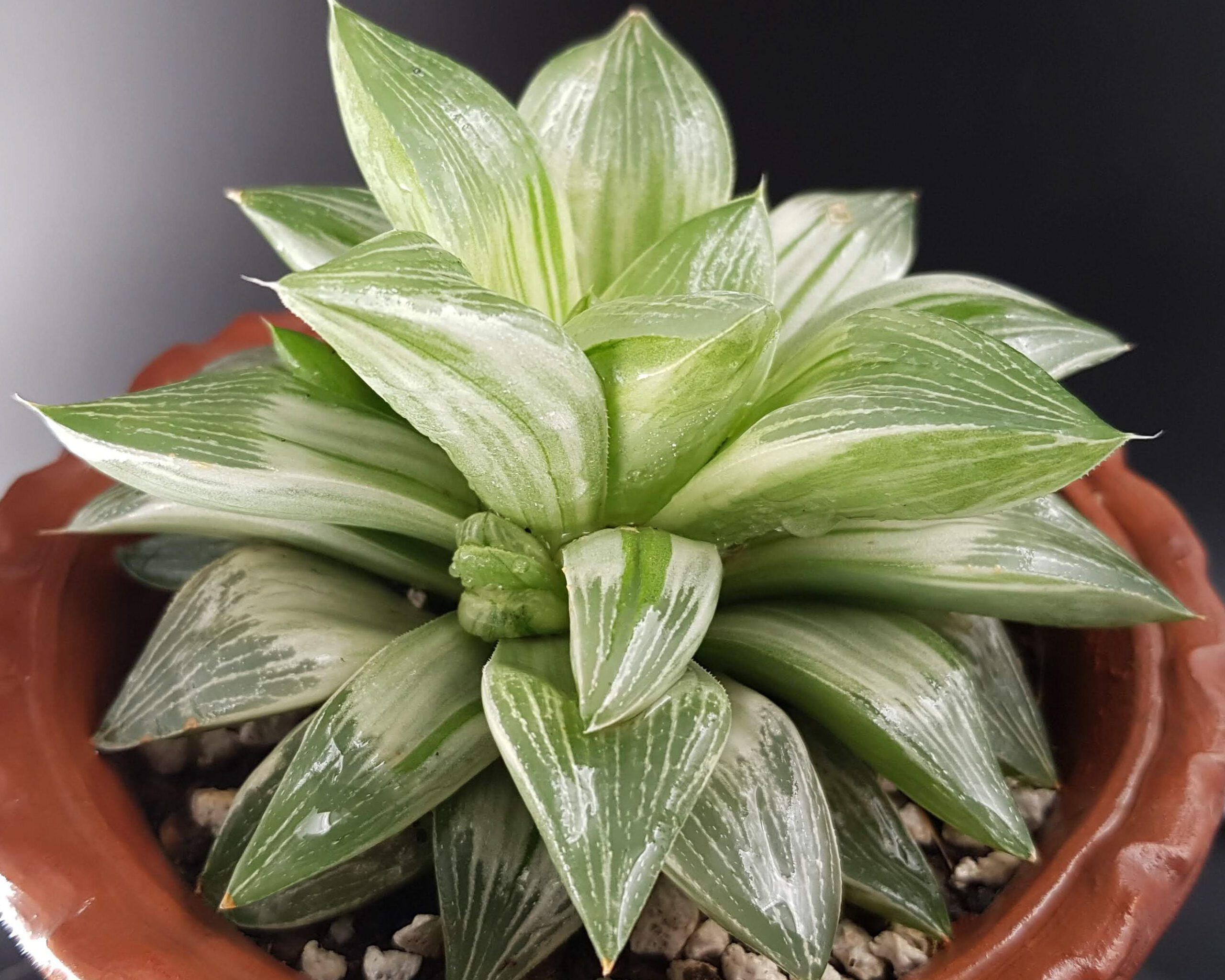 هاورتیا ابلق