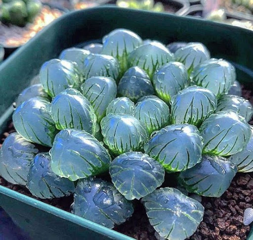 هاورتیا گیاهی