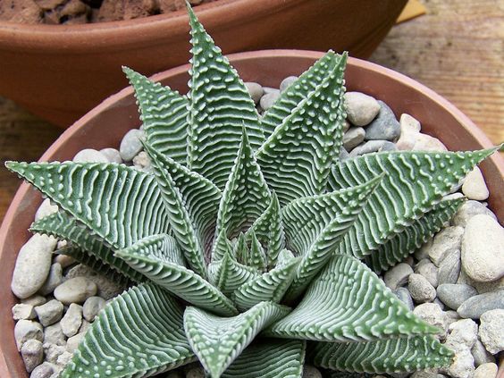 هاورتیا عنکبوتی سفید