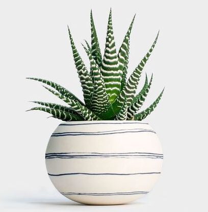 گیاه هاورتیا