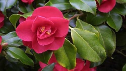 کاملیا، شبیه‌ترین گیاه به گل رز را بشناسید