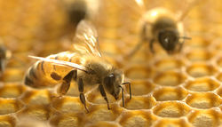 نتایج محققان استرالیایی درباره خواص درمانی نیش زنبور عسل
