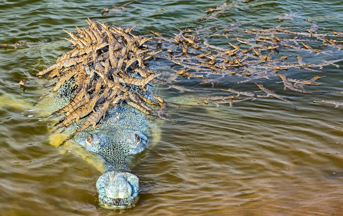 تصویری از کروکودیل و فرزندانش