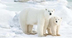 دور از خبرها؛ بازی خرس های قطبی بازیگوش + فیلم