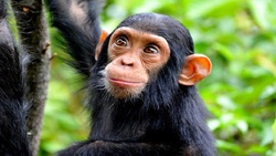 شامپانزه‌ها تنها موجوداتی که احساس دارند
