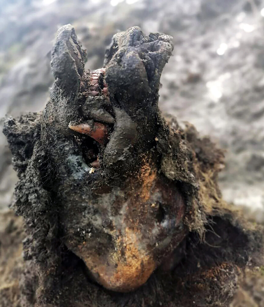 کشف جسد خرس ۳۹ هزار ساله + تصاویر