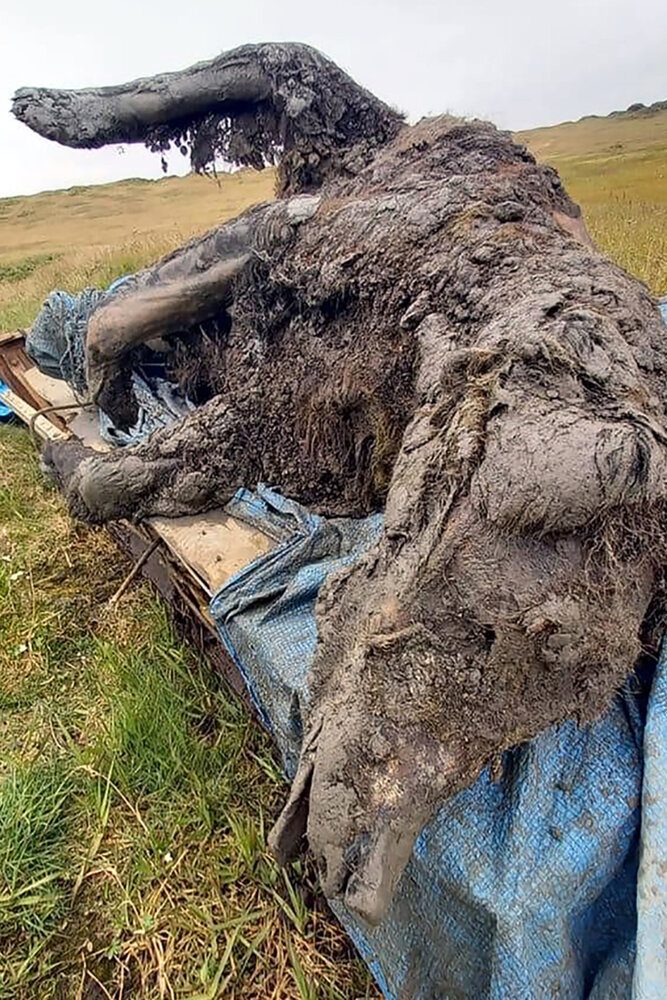 کشف جسد خرس ۳۹ هزار ساله + تصاویر