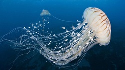 خطرناکترین گونه دریایی که با سمش انسان را میکشد