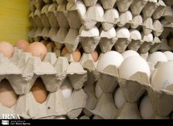 چرا تخم مرغ های قهوه ای گران ترند؟