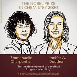 نوبل شیمی ۲۰۲۰ به توسعه دهندگان  قیچی ژنتیکی  رسید