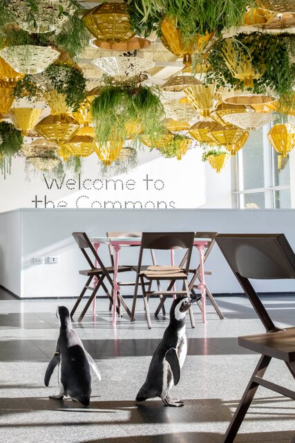 بازدید پنگوئن‌ها از آثار هنری! + تصاویر