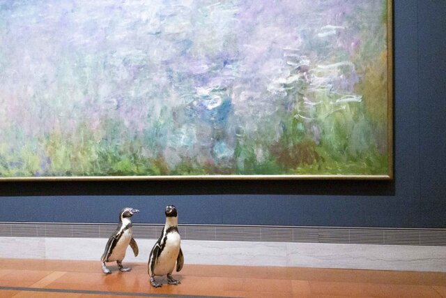 بازدید پنگوئن‌ها از آثار هنری! + تصاویر