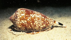 صدف مخروطی متنوع‌ترین گونه در میان جانوران دریایی