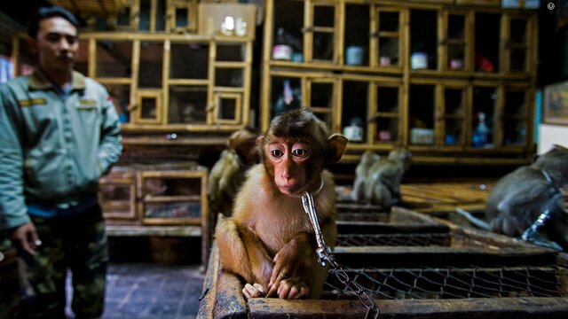 معرفی برگزیدگان رقابت عکاس حیات‌وحش سال ۲۰۲۰ + تصاویر