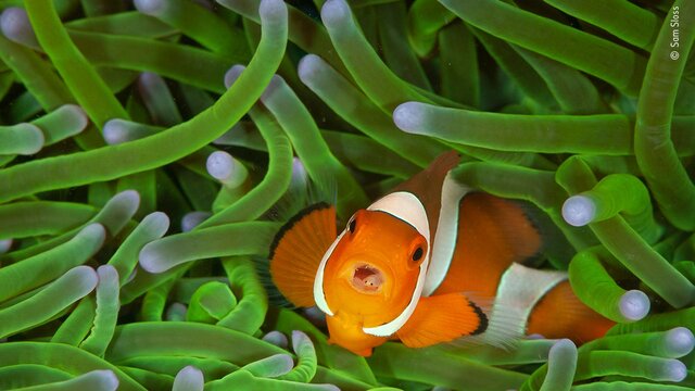 معرفی برگزیدگان رقابت عکاس حیات‌وحش سال ۲۰۲۰ + تصاویر