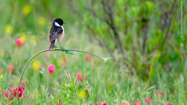 معرفی برگزیدگان رقابت عکاس حیات‌وحش سال ۲۰۲۰ + تصاویر