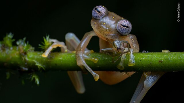 معرفی برگزیدگان رقابت عکاس حیات‌وحش سال ۲۰۲۰ + تصاویر
